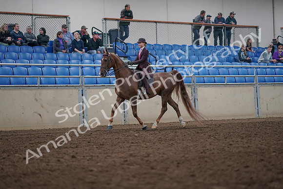 2019 Morgan Horse Show - Aug 31, 2019 - 20500