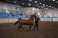 Class 070 - Morgan In Hand 3 & 4 Yr Old Geldings