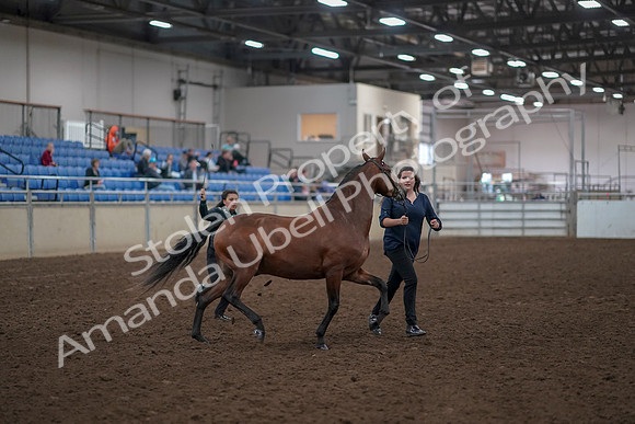 2019 Morgan Horse Show - Aug 31, 2019 - 00987