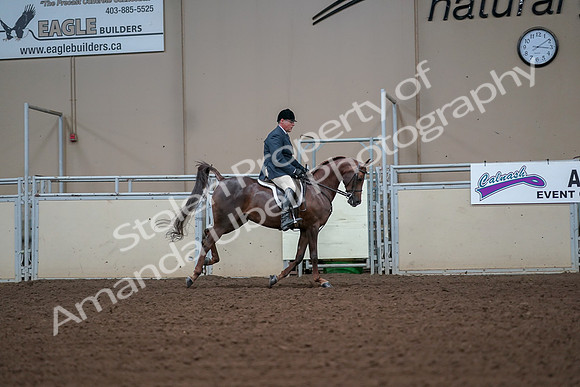 2019 Morgan Horse Show - Aug 30, 2019 - 17586