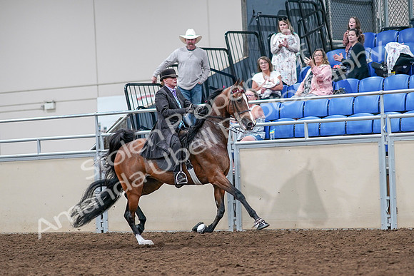 2020 - AB Morgan Horse - Sat, Sept 05 - 13212