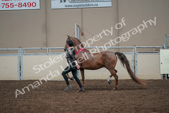 2019 Morgan Horse Show - Aug 31, 2019 - 01468