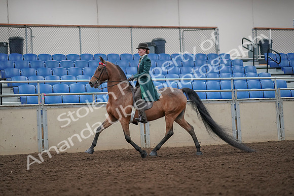 2019 Morgan Horse Show - Aug 30, 2019 - 27878