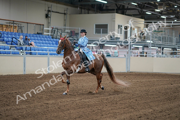 2020 - AB Morgan Horse - Sat, Sept 05 - 06120
