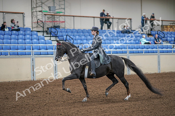 2020 - AB Morgan Horse - Fri, Sept 04 - 05324