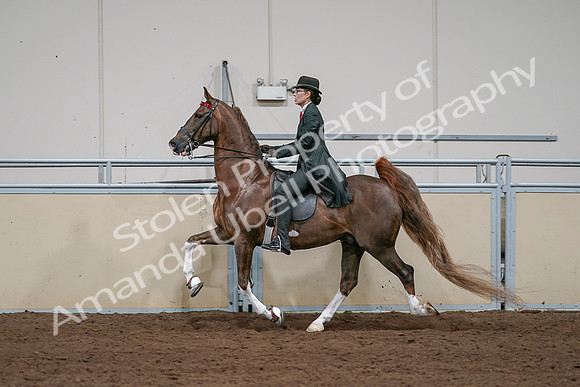 2020 - AB Morgan Horse - Sat, Sept 05 - 13063