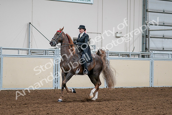 2020 - AB Morgan Horse - Sat, Sept 05 - 13109