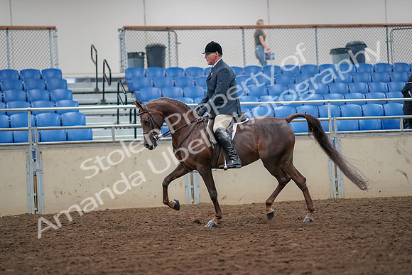 2019 Morgan Horse Show - Aug 30, 2019 - 17335