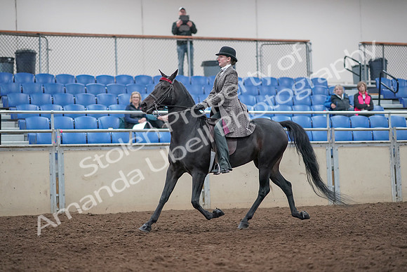 2019 Morgan Horse Show - Aug 31, 2019 - 09399