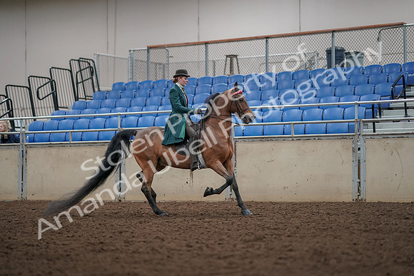 2019 Morgan Horse Show - Aug 30, 2019 - 28058