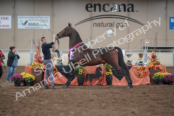 2019 Morgan Horse Show - Aug 31, 2019 - 03831