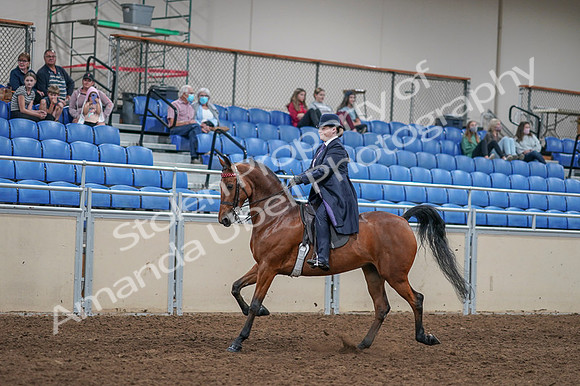 2020 - AB Morgan Horse - Fri, Sept 04 - 11222