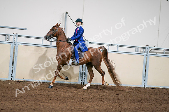 2020 - AB Morgan Horse - Fri, Sept 04 - 04971