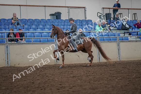 2019 Morgan Horse Show - Aug 30, 2019 - 15450