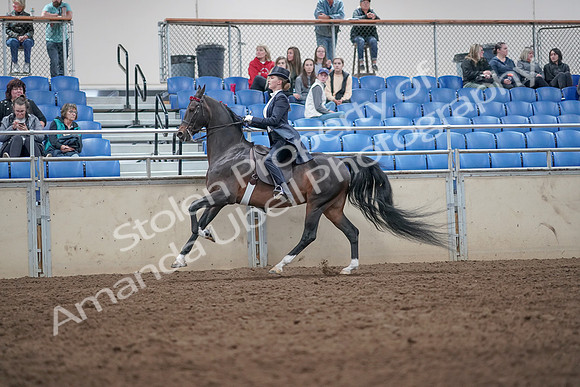 2019 Morgan Horse Show - Aug 31, 2019 - 20678
