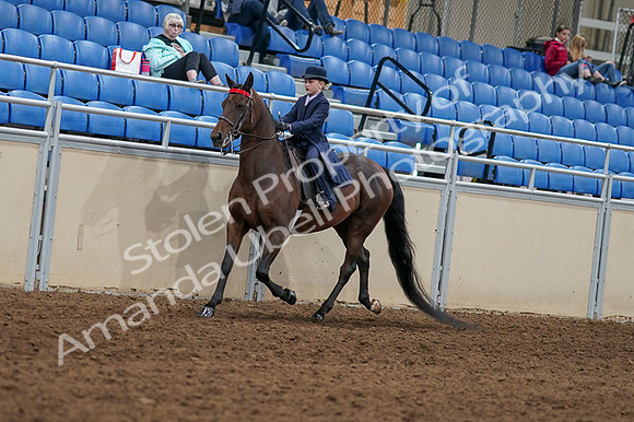 2020 - AB Morgan Horse - Fri, Sept 04 - 03627