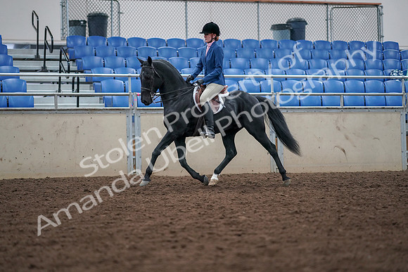 2019 Morgan Horse Show - Aug 30, 2019 - 18342