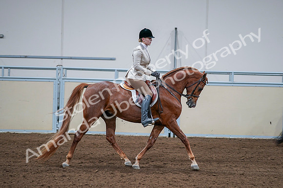 2020 - AB Morgan Horse - Fri, Sept 04 - 01843