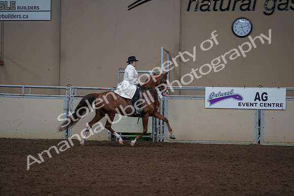 2019 Morgan Horse Show - Aug 31, 2019 - 17950