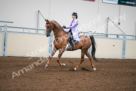 2020 - AB Morgan Horse - Fri, Sept 04 - 04920