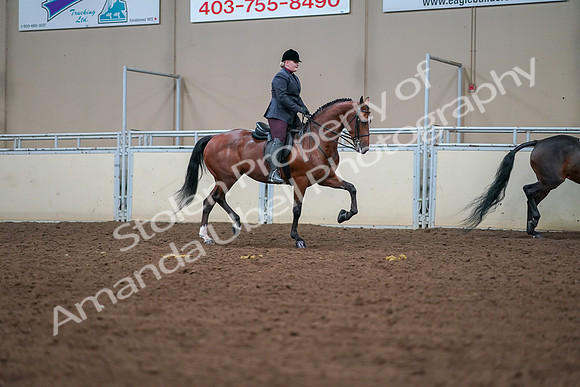 2019 Morgan Horse Show - Aug 30, 2019 - 20868