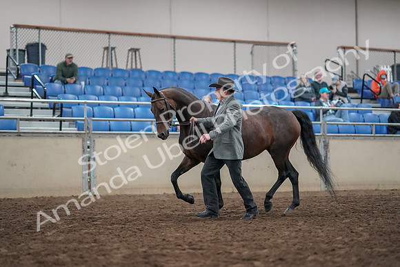 2019 Morgan Horse Show - Aug 31, 2019 - 03676