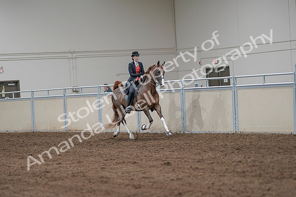 2020 - AB Morgan Horse - Fri, Sept 04 - 09837