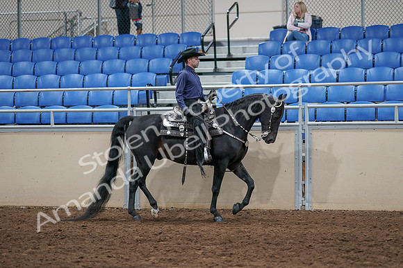 2020 - AB Morgan Horse - Sun, Sept 06 - 07534