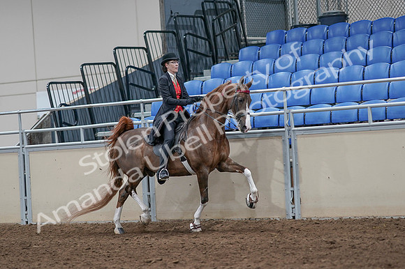 2020 - AB Morgan Horse - Fri, Sept 04 - 09859