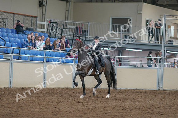 2020 - AB Morgan Horse - Fri, Sept 04 - 11323