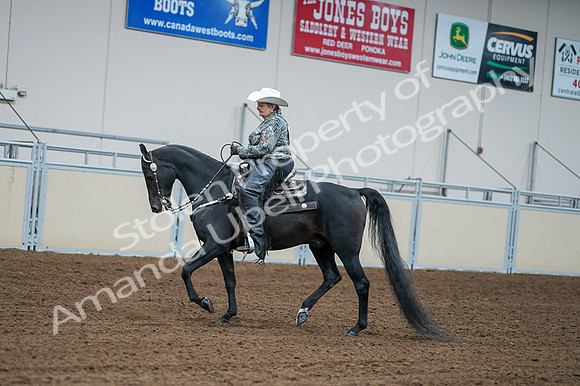 2020 - AB Morgan Horse - Fri, Sept 04 - 03600