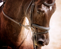 Assoc - CA-ADA Dressage Show - June 02 - 00495