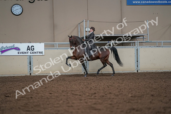 2019 Morgan Horse Show - Aug 30, 2019 - 27973