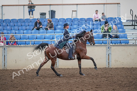 2019 Morgan Horse Show - Aug 31, 2019 - 09710