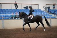 2019 Morgan Horse Show - Sept 01, 2019 - 04014