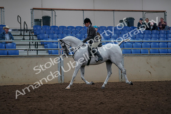 2019 Morgan Horse Show - Aug 31, 2019 - 14892