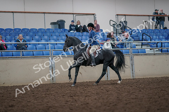 2019 Morgan Horse Show - Aug 31, 2019 - 16684