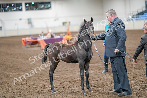2020 - AB Morgan Horse - Sat, Sept 05 - 00485