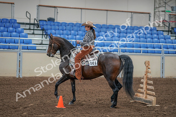 2020 - AB Morgan Horse - Fri, Sept 04 - 00081