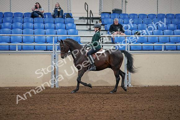 2020 - AB Morgan Horse - Fri, Sept 04 - 03951