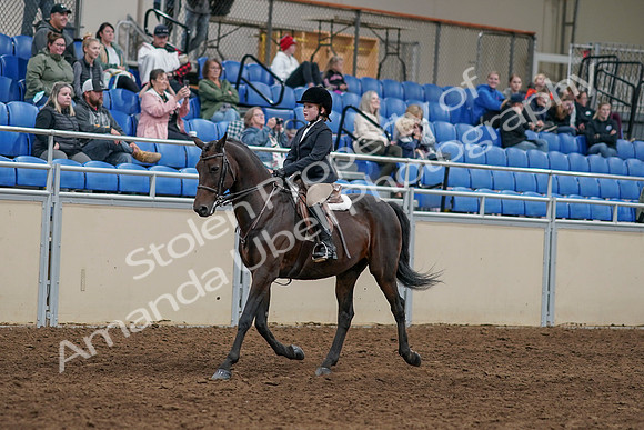 2020 - AB Morgan Horse - Sun, Sept 06 - 07878
