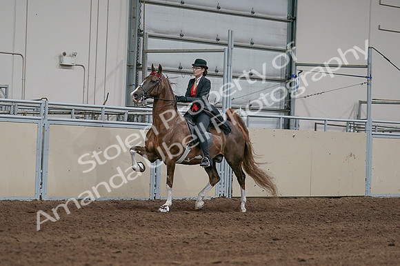 2020 - AB Morgan Horse - Fri, Sept 04 - 09715