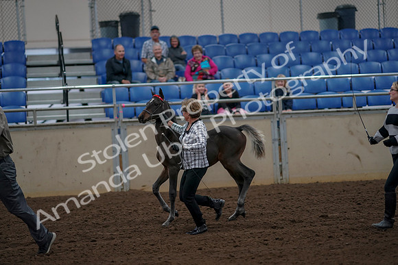 2019 Morgan Horse Show - Aug 30, 2019 - 24715