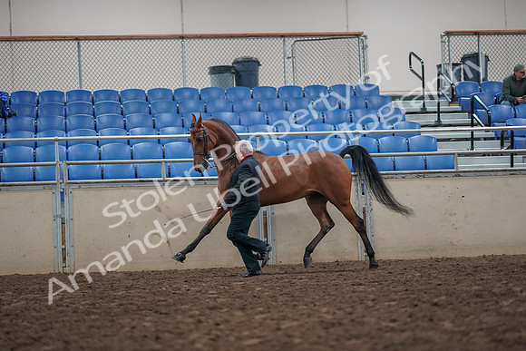 2019 Morgan Horse Show - Aug 31, 2019 - 03594