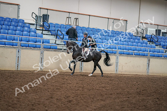 2019 Morgan Horse Show - Aug 30, 2019 - 12275