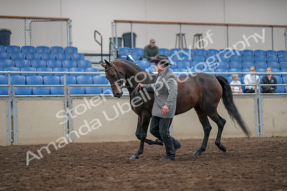 2019 Morgan Horse Show - Aug 31, 2019 - 03686