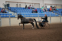 Class 098 - All Breed Pleasure Driving Amateur
