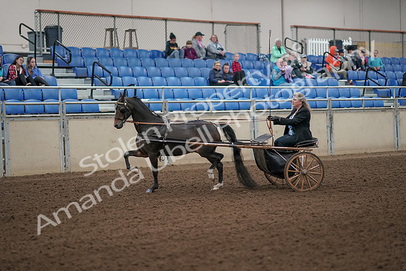 2019 Morgan Horse Show - Aug 31, 2019 - 04220