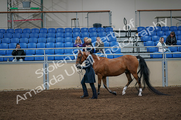 2020 - AB Morgan Horse - Fri, Sept 04 - 00943