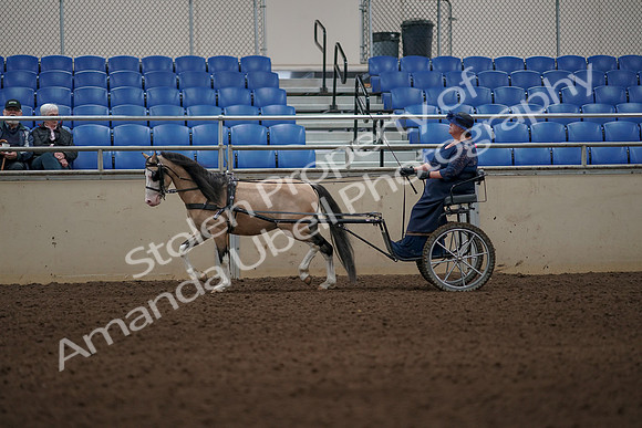 2019 Morgan Horse Show - Aug 31, 2019 - 04281